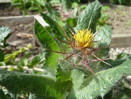 cardo santo cardo santo