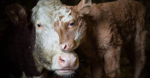 ¡Sorpresa! Una vaca escapa del matadero y logra dar a luz