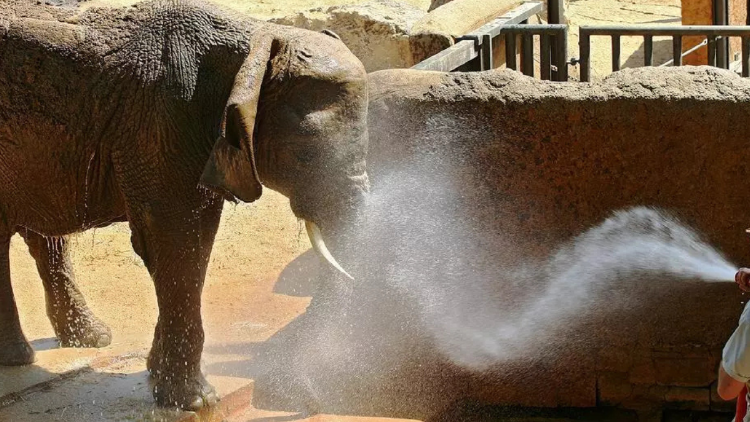 elefanta Yoyo atravesó retos físicos y emocionales derivados de su pasado en un circo, lo que incluyó lesiones tanto físicas como psicológicas