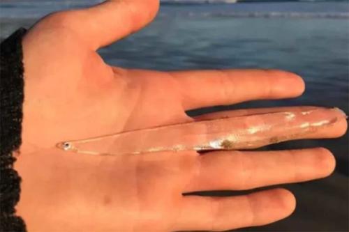 pez transparente pez transparente