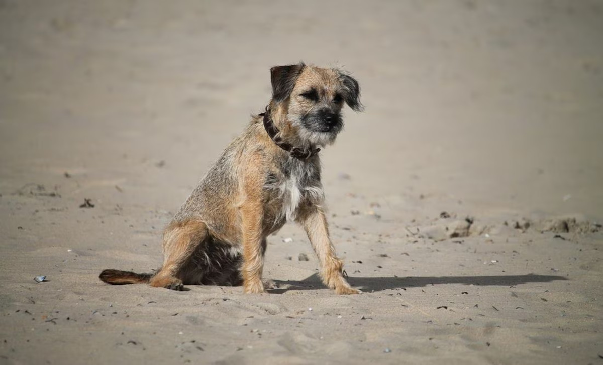 perrita lucky3 perrita lucky3