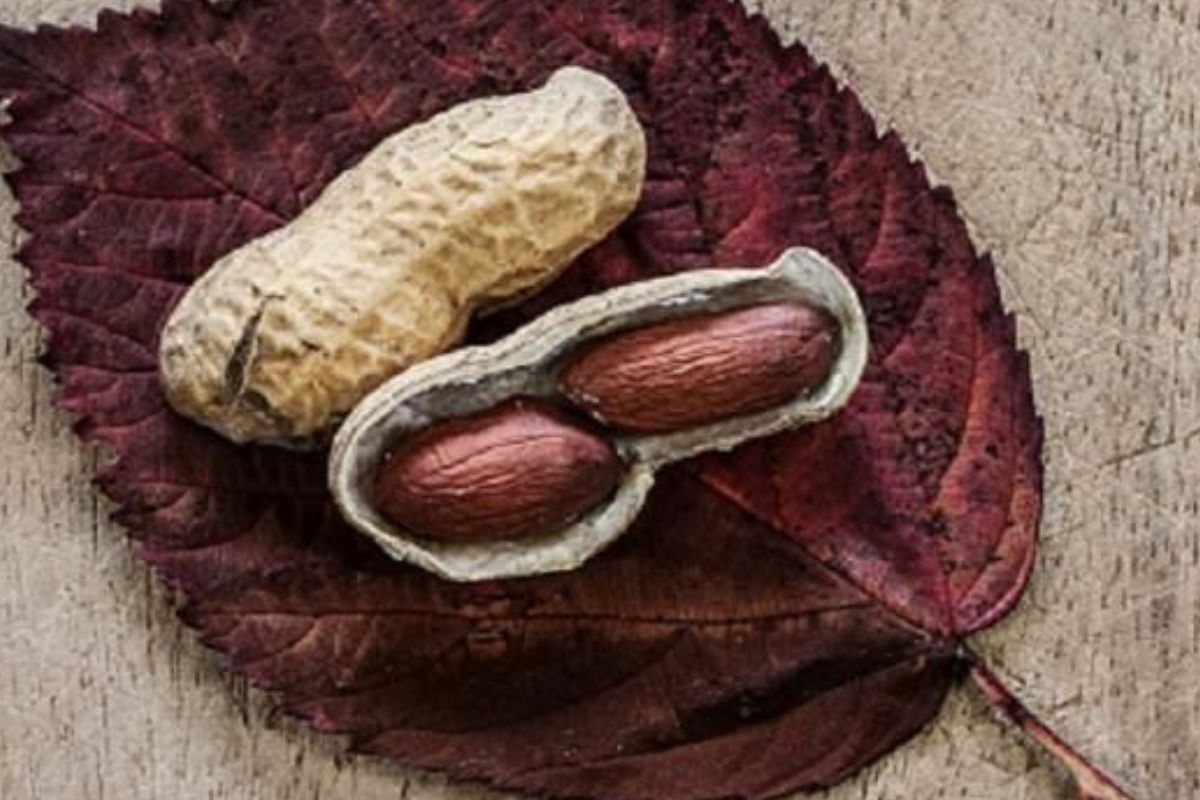 Maní Al utilizar la chala del maní se resolvieron dos necesidades al mismo tiempo: el factor ambiental, para evitar contaminación, y la escasez energética que sufría la localidad