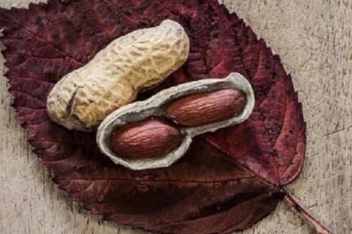 Maní Al utilizar la chala del maní se resolvieron dos necesidades al mismo tiempo: el factor ambiental, para evitar contaminación, y la escasez energética que sufría la localidad