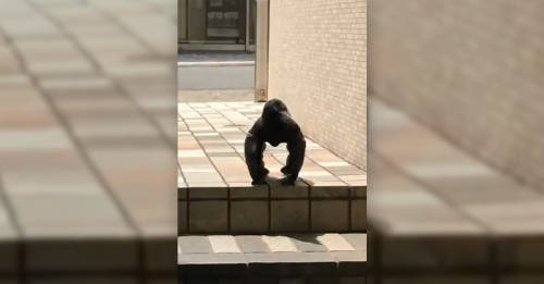 ¿Cuervo o gorila? Se develó el misterio del video que confunde en las redes