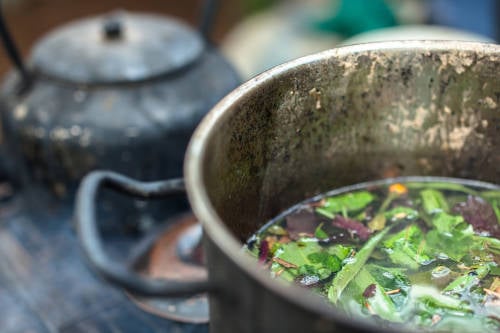 ayahuasca bebida tradicional que se realiza con la decoccion de dos plantas tipicas del amazonas