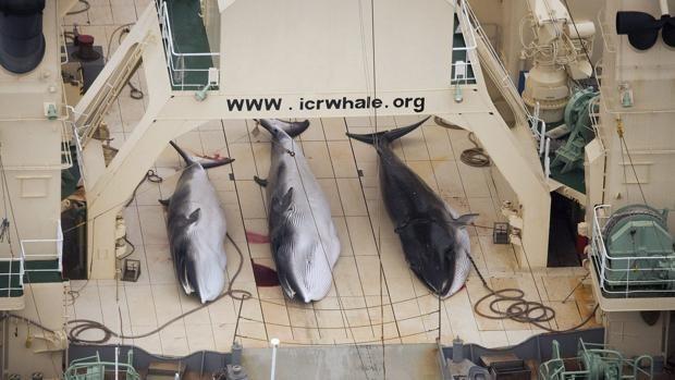 Balleneros japoneses mataron a más de 300 ballenas en la Antártida Balleneros japoneses mataron a más de 300 ballenas en la Antártida
