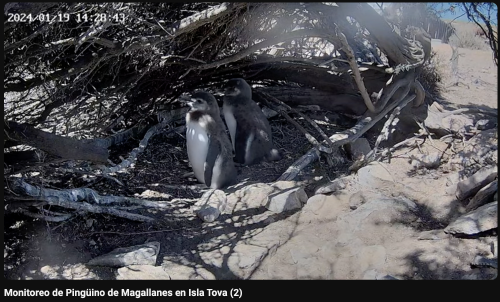 Monitoreo de Pingüino de Magallanes en Isla Tova 2 Monitoreo de Pingüino de Magallanes en Isla Tova 2