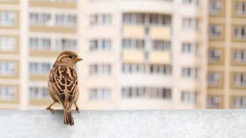 El gorrión en las grandes ciudades: ¿por qué lucha contra la extinción?