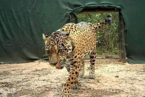 tigre Dolor en El Impenetrable: mataron a Acaí, la yaguareté reintroducida hace un mes. (msn.com)