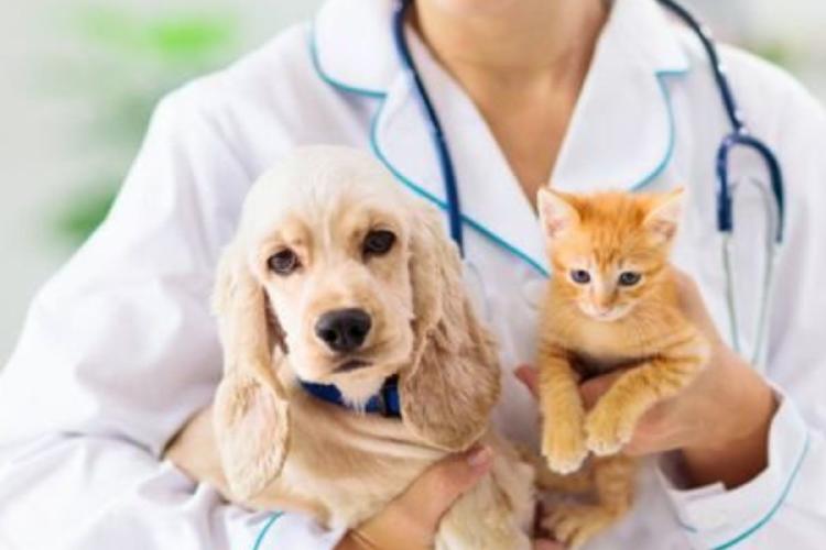 veterinario Este 6 de agosto, celebramos a los veterinarios no solo por lo que hacen, sino por lo que representan: el compromiso silencioso con un mundo más sano, más empático y más justo para todos los seres vivos. (PINTEREST)