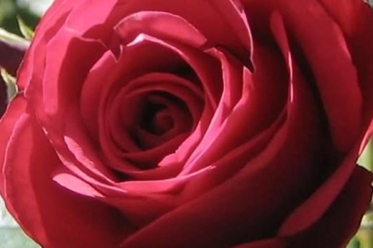 test Test visual: Encuentra al delfín en la rosa