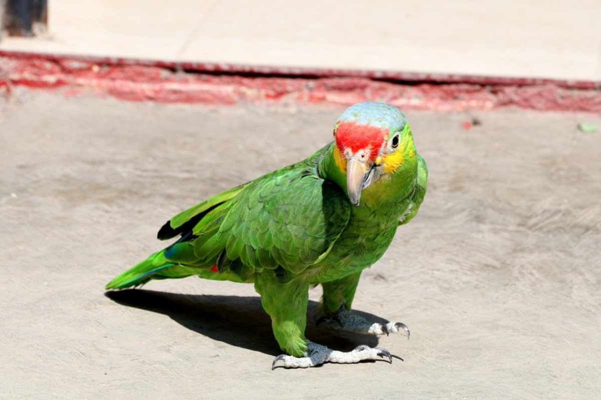 papagayo En las profundidades de la Amazonía, cientos de loros descienden cada día a las barrancas de arcilla para llevar a cabo un ritual ancestral: comer tierra. (Imagen: Pinterest)