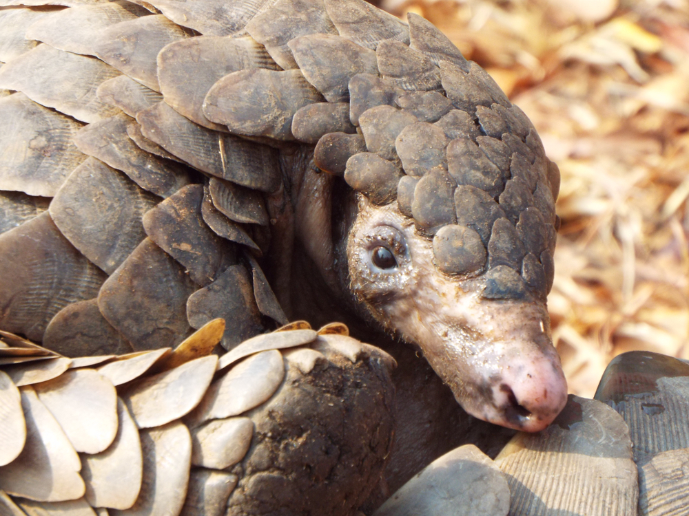 pangolin pangolin