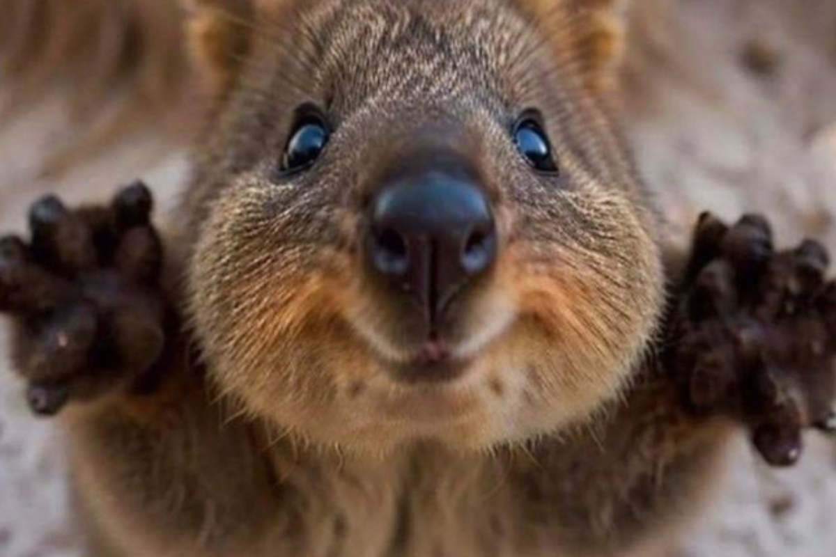 El animal de la foto es un quokka (Setonix brachyurus), conocido como “el animal más feliz del mundo” por su carita sonriente. (Pinterest)