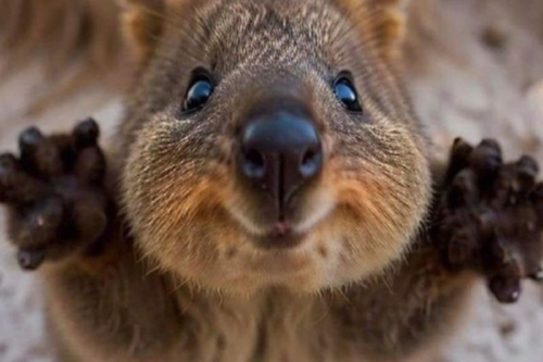 kuotta El animal de la foto es un quokka (Setonix brachyurus), conocido como “el animal más feliz del mundo” por su carita sonriente. (Pinterest)