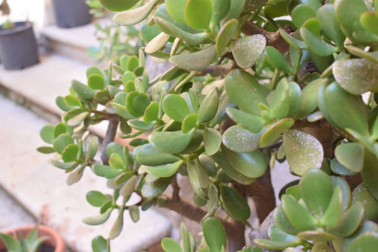 crassula ovatta