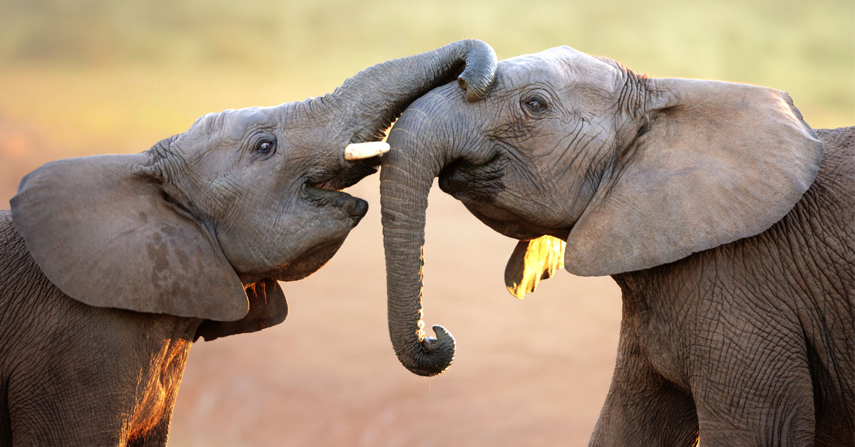 dinamarca liberara ultimos elefantes circo animales