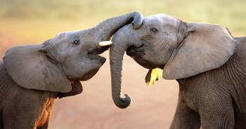 dinamarca liberara ultimos elefantes circo animales