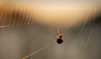 araña telaraña