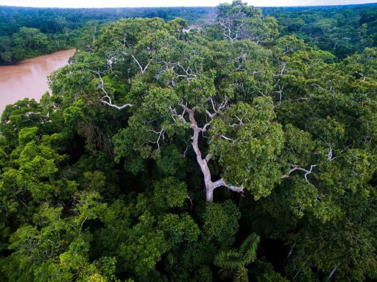 shihuahuaco2 shihuahuaco2