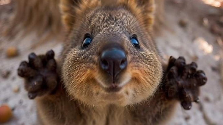 quokkas Los quokkas son herbívoros y se alimentan de una gran variedad de plantas, hojas, hierbas y cortezas.