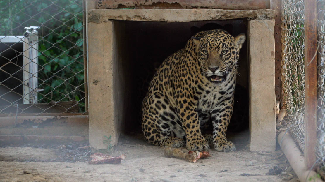 yaguaretes yaguaretes