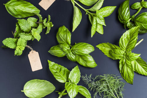 Conoce las 5 plantas que pueden mejorar tu calidad de vida