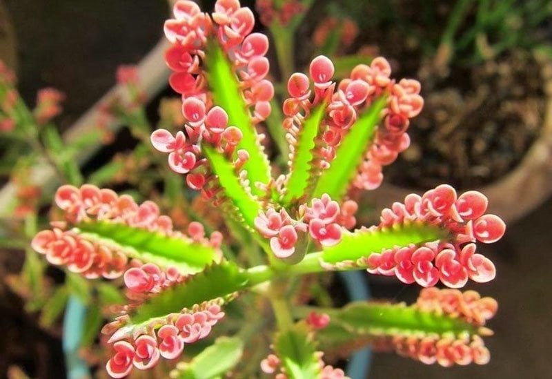 Kalanchoe La Hierba Que No Parece Tanto Pero Podria Curar El