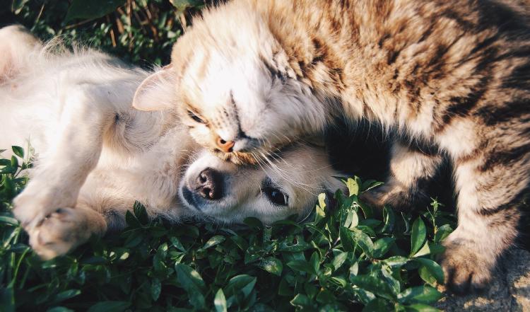 Chile elevará hasta 10 años de cárcel la pena de maltrato animal