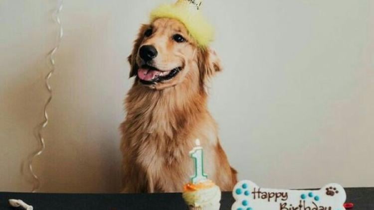 perro festejo ¿Porqué es importante festjarle el cumpleaños a tu perro? (Foto: Pinterest)