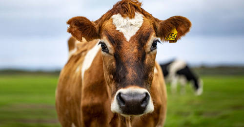 Más de la mitad de los animales salvajes desaparecieron por la dieta humana