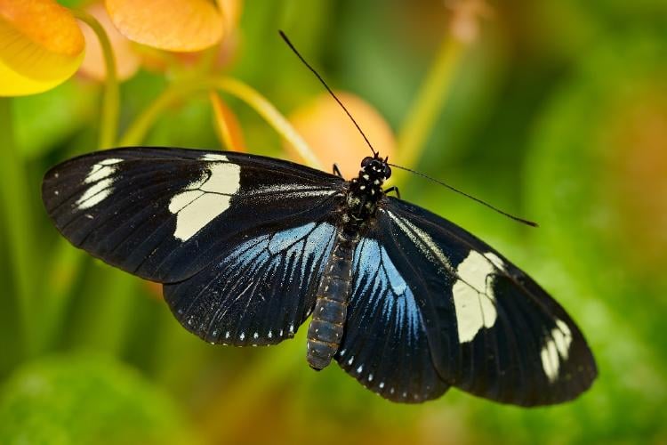 Dónde viven las mariposas