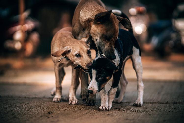 Niñas venden dibujos para comprar comida a perros de la calle