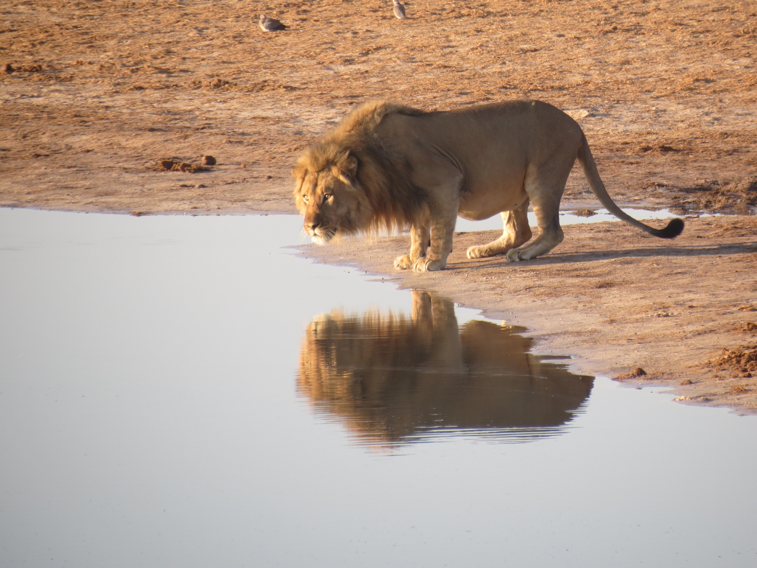 leones comercializados en África