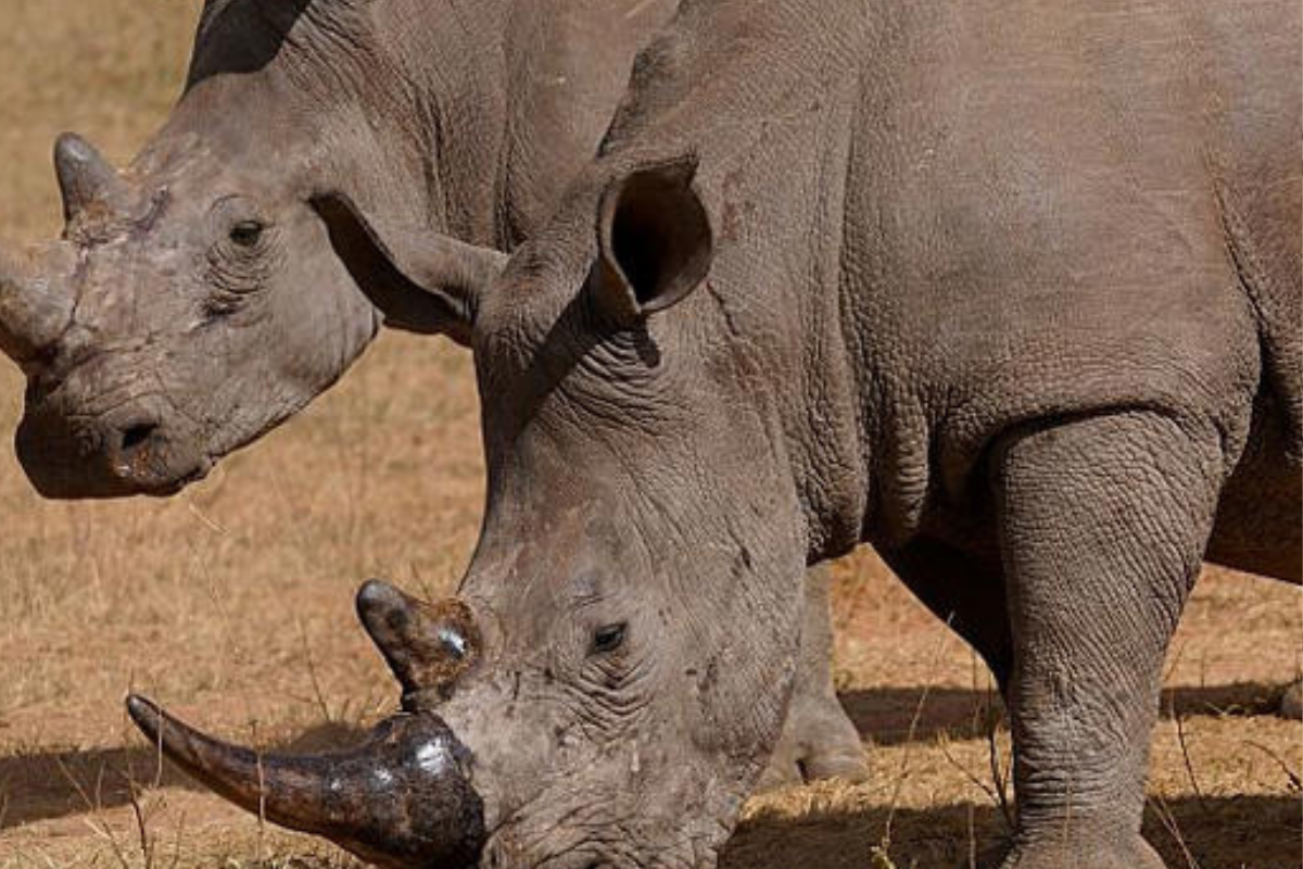 rinoceronte Un rinoceronte, delante, se recupera de un tranquilizante, después de que se le practicara un agujero en el cuerno y se le introdujeran cuidadosamente isótopos, en un orfanato de rinocerontes de Limpopo. (msn)