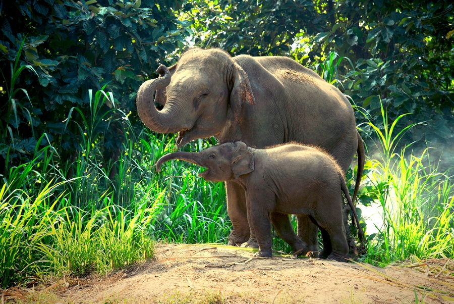 Elefante con su cría 