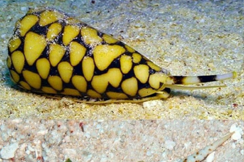 caracol Aunque parece una pieza de colección submarina, el caracol cono es la joya del mar que puede matarte en minutos. (Foto: Pinterest)