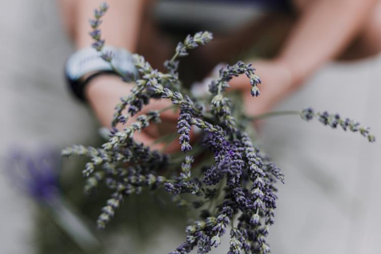 Persona sosteniendo planta de lavanda