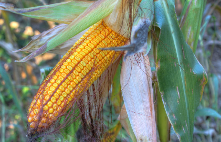 maiz cultivo de maiz