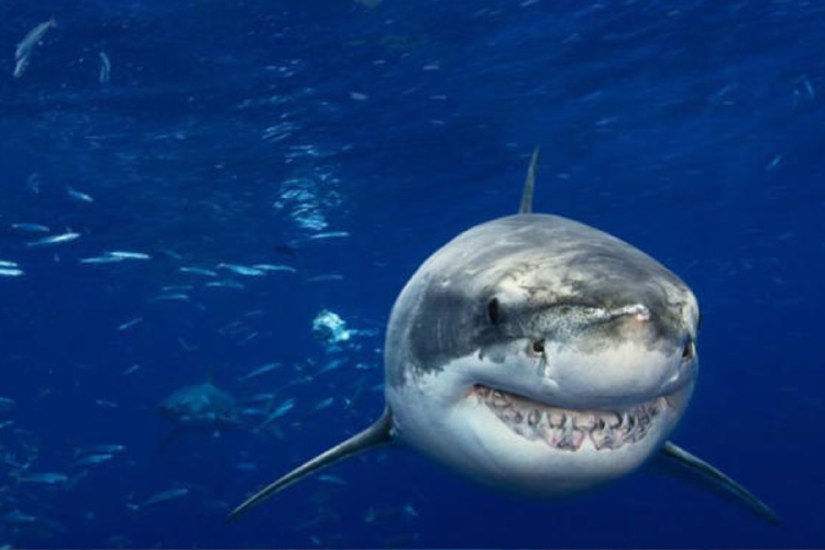 tiburon Tiburón blanco avistado por turistas (Fuente: msn.com)