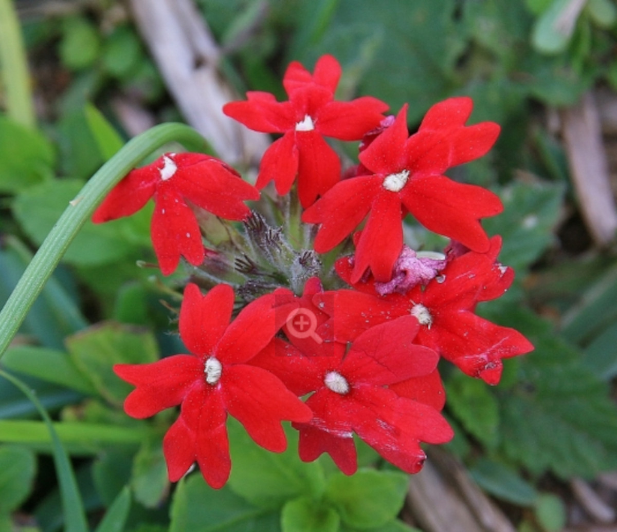 glandularia peruana