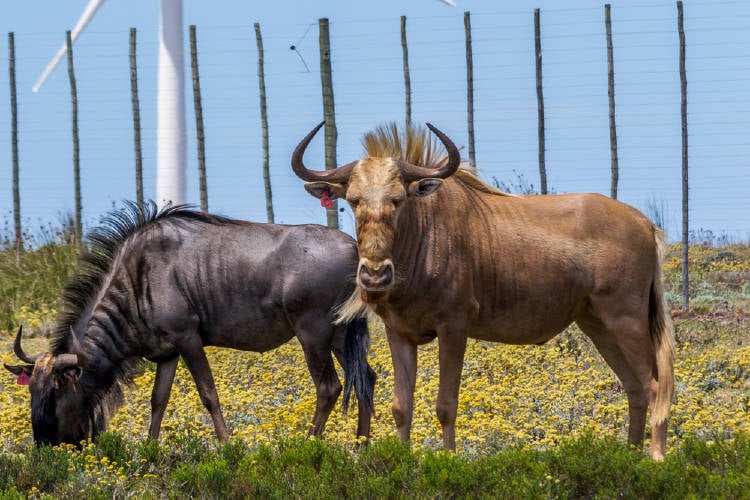 ñus dorados ñus dorados
