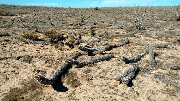 chirinola3 chirinola3