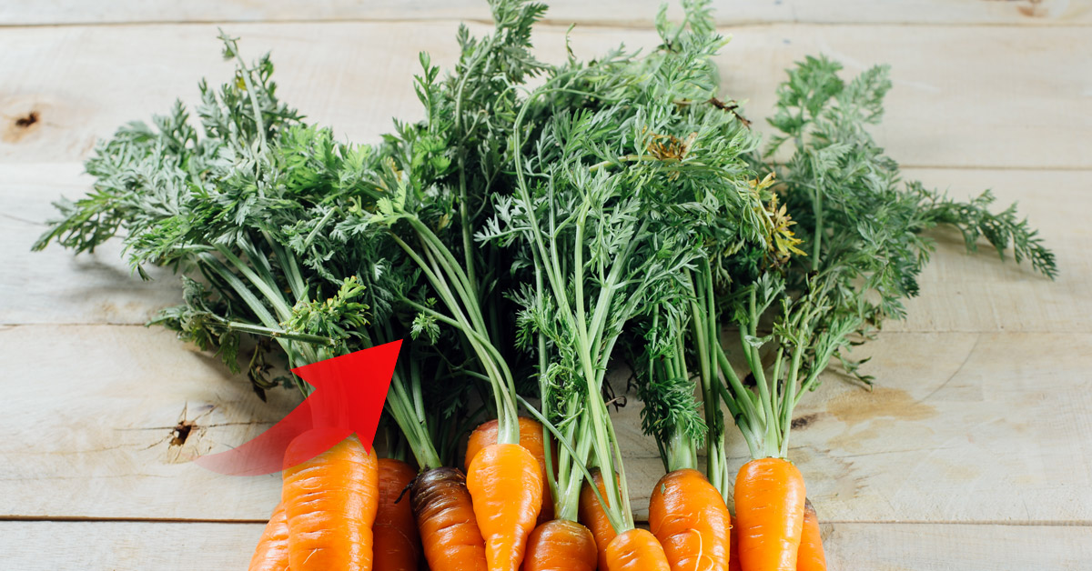 ideas usar hojas zanahoria ideas usar hojas zanahoria