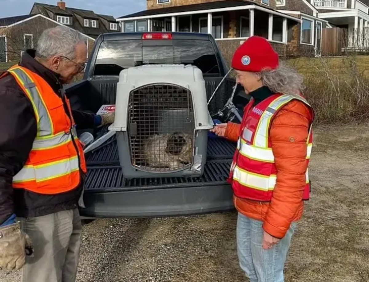 foca recien nacida3 foca recien nacida3