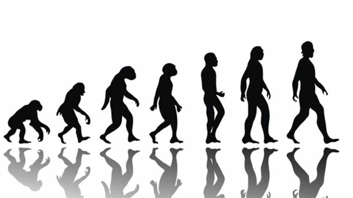 evolucion humana evolucion humana