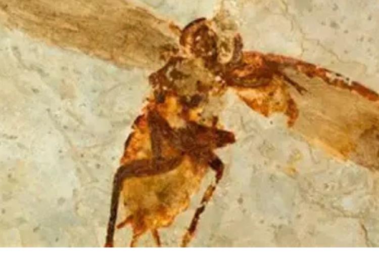 hormiga Científicos han descubierto en Ceará el fósil de la hormiga más antigua conocida hasta la fecha. (Fuente: msn.com)