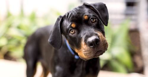 razon perros ladean cabeza hablamos razon perros ladean cabeza hablamos