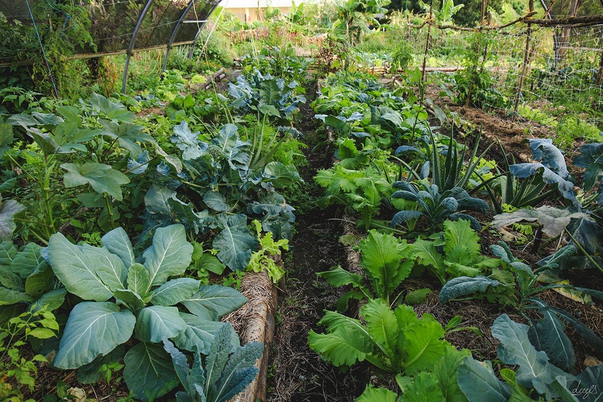 organic garden