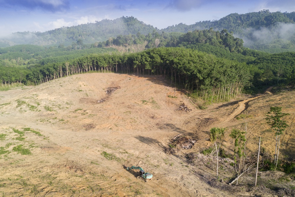 deforestacion_(3) deforestacion_(3)